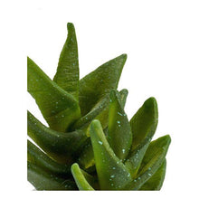 Carica l'immagine nel visualizzatore di Gallery, Cactus Plastica Cactus (7 x 14 x 7 cm) - New Shop Generation